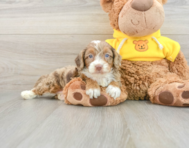 8 week old Mini Aussiedoodle Puppy For Sale - Lone Star Pups