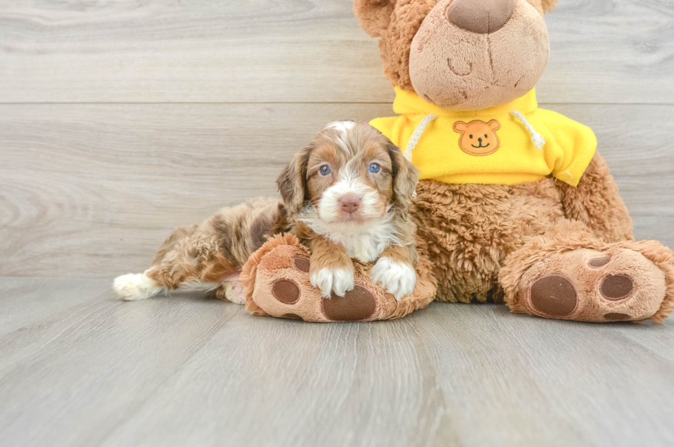 7 week old Mini Aussiedoodle Puppy For Sale - Lone Star Pups