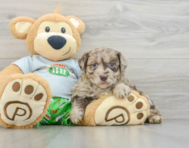 9 week old Mini Aussiedoodle Puppy For Sale - Lone Star Pups