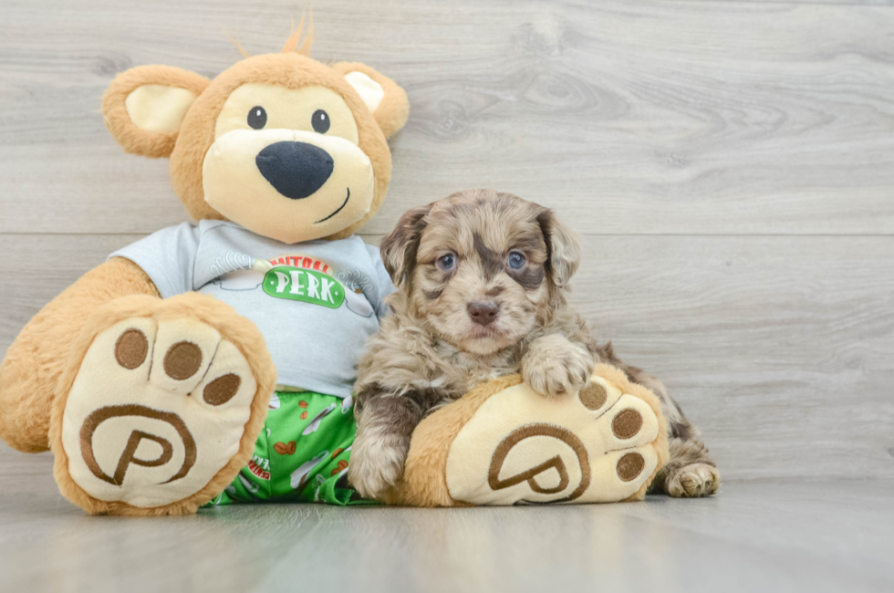 5 week old Mini Aussiedoodle Puppy For Sale - Lone Star Pups