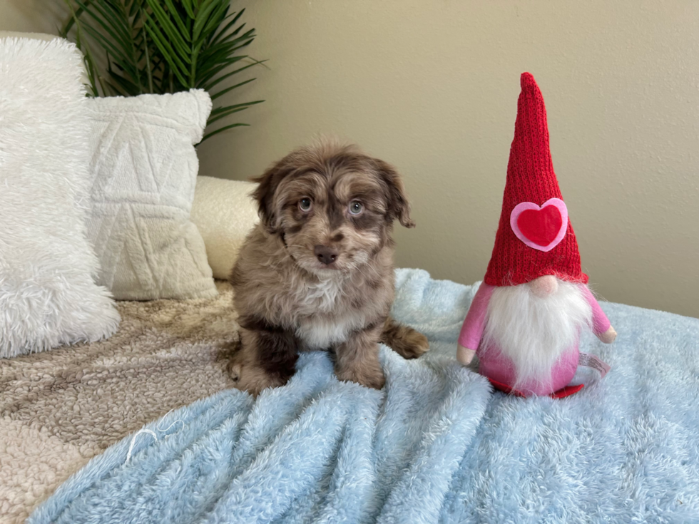 Cute Mini Aussiepoo Poodle Mix Puppy