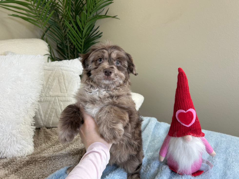 Mini Aussiedoodle Puppy for Adoption