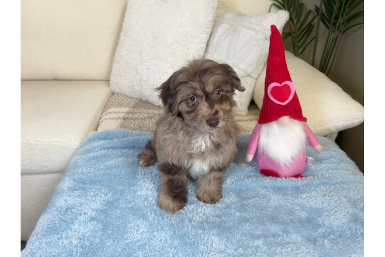Best Mini Aussiedoodle Baby