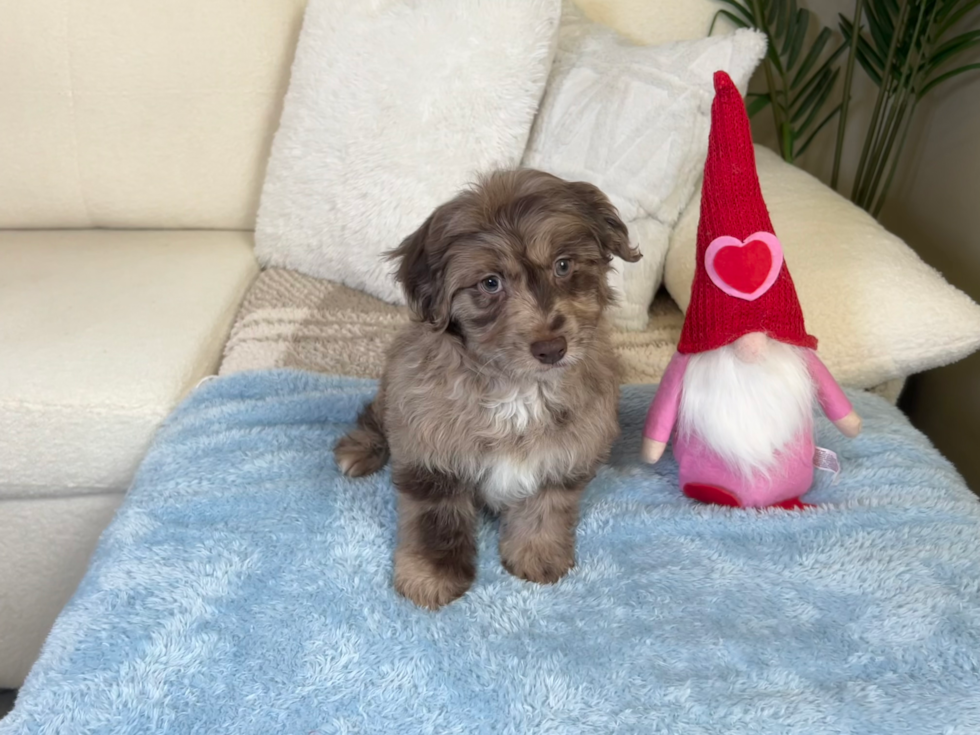 Best Mini Aussiedoodle Baby