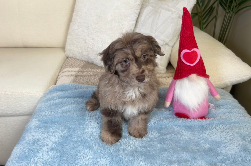 10 week old Mini Aussiedoodle Puppy For Sale - Lone Star Pups