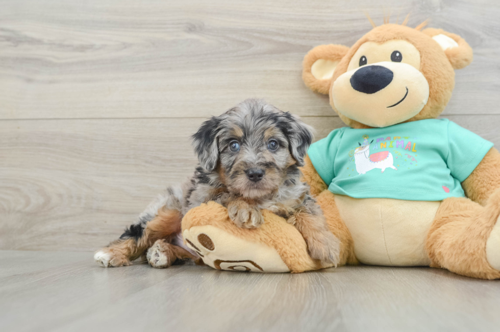 5 week old Mini Aussiedoodle Puppy For Sale - Lone Star Pups