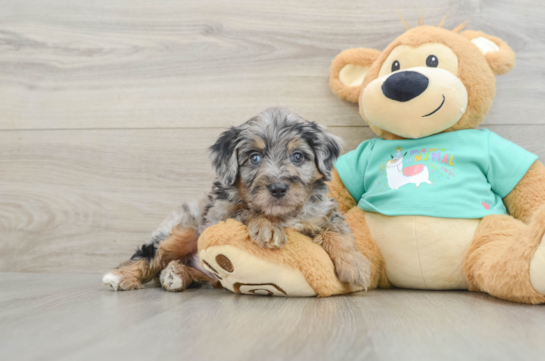 Best Mini Aussiedoodle Baby