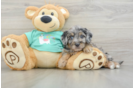 Mini Aussiedoodle Pup Being Cute