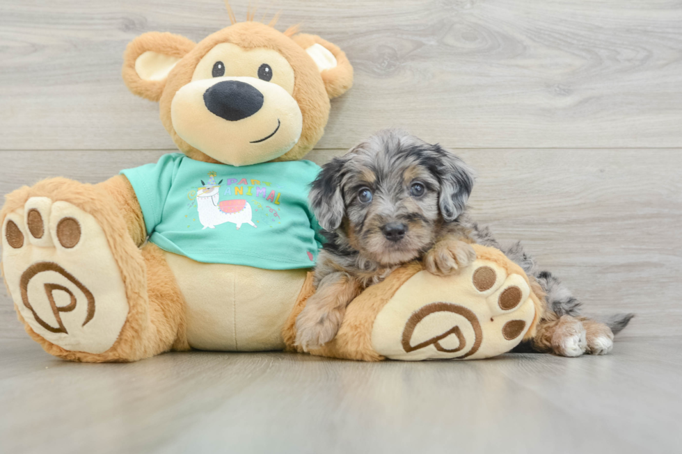 Mini Aussiedoodle Pup Being Cute