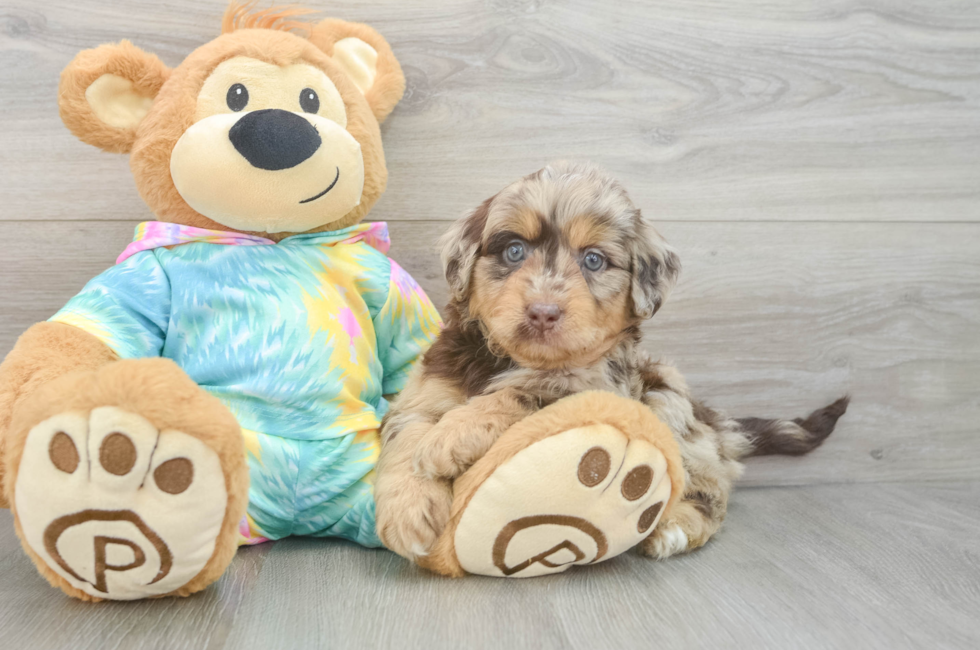 5 week old Mini Aussiedoodle Puppy For Sale - Lone Star Pups