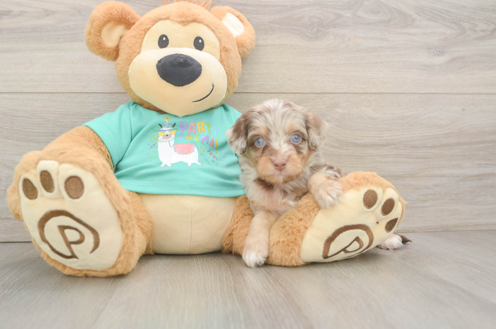 5 week old Mini Aussiedoodle Puppy For Sale - Lone Star Pups