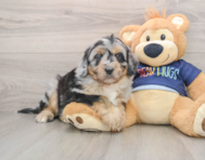 6 week old Mini Aussiedoodle Puppy For Sale - Lone Star Pups