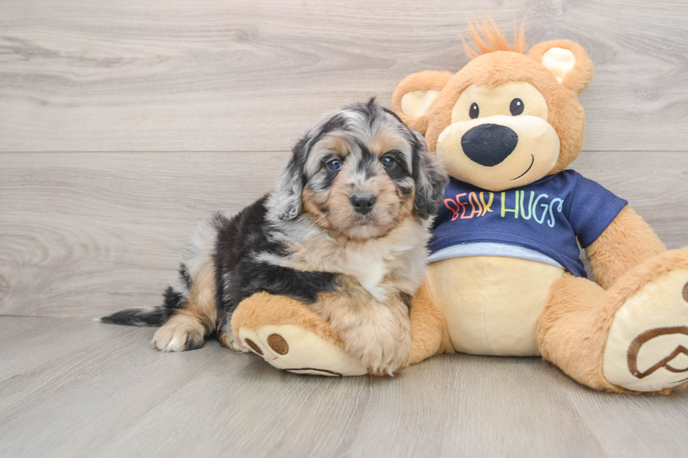 Adorable Mini Australian Shepherd X Poodle Mix Poodle Mix Puppy