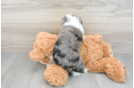 Mini Aussiedoodle Puppy for Adoption