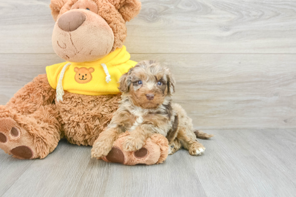 Best Mini Aussiedoodle Baby