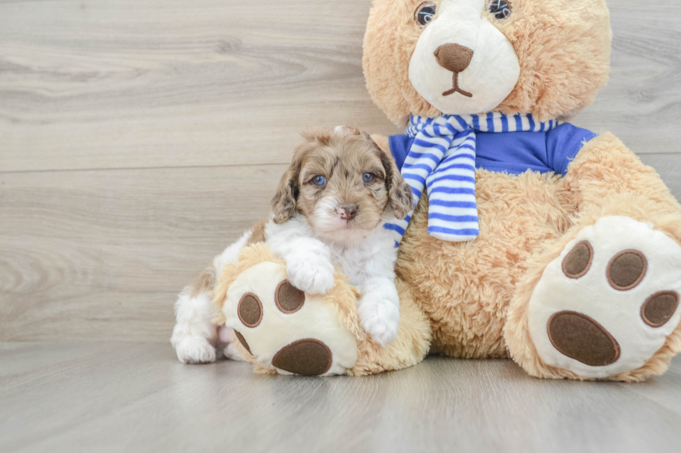 Small Mini Aussiedoodle Baby