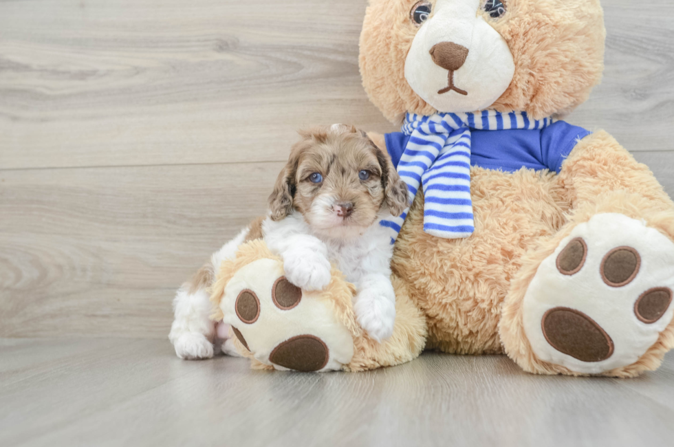 7 week old Mini Aussiedoodle Puppy For Sale - Lone Star Pups