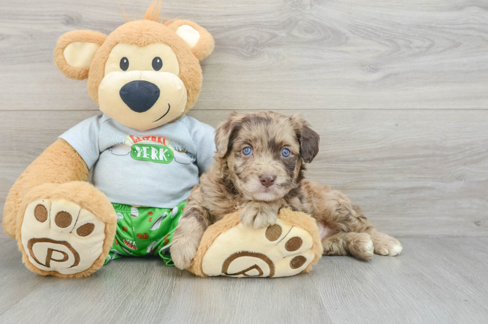 5 week old Mini Aussiedoodle Puppy For Sale - Lone Star Pups