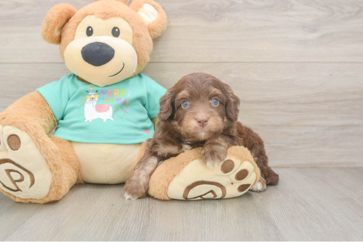 Best Mini Aussiedoodle Baby