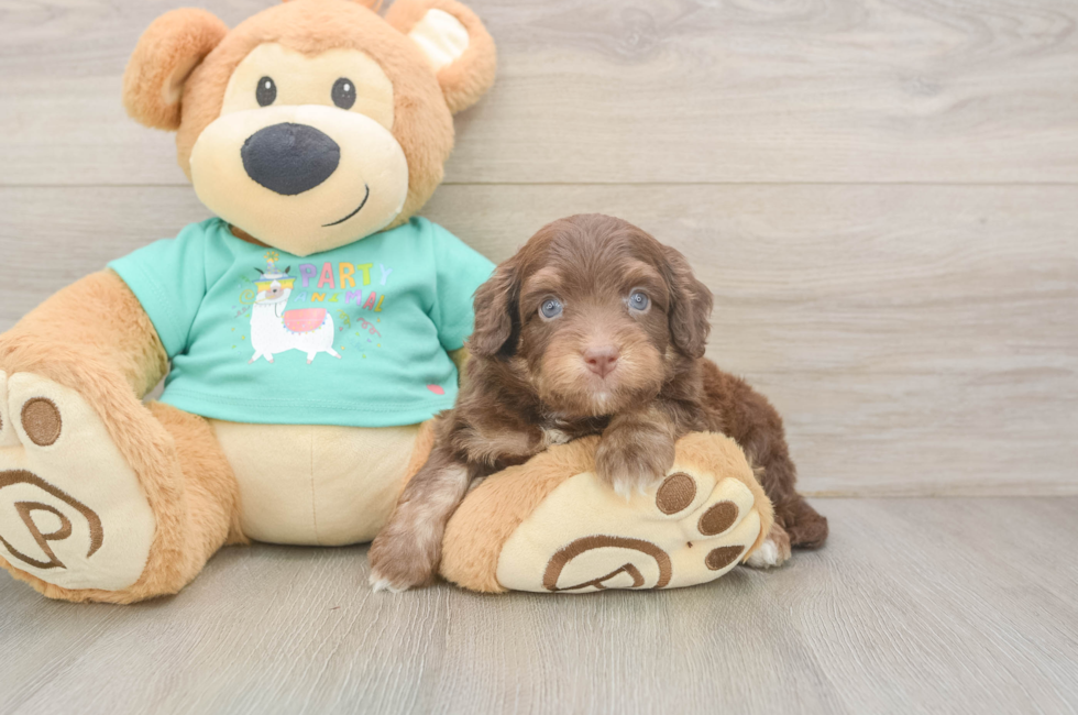 5 week old Mini Aussiedoodle Puppy For Sale - Lone Star Pups