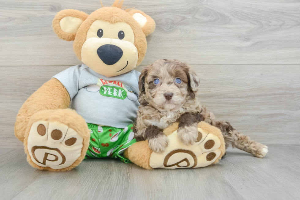 Adorable Mini Australian Shepherd X Poodle Mix Poodle Mix Puppy