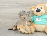 7 week old Mini Aussiedoodle Puppy For Sale - Lone Star Pups