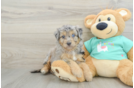 Best Mini Aussiedoodle Baby