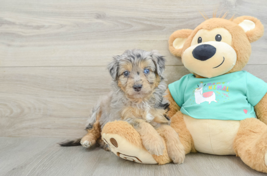 Best Mini Aussiedoodle Baby