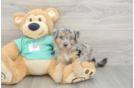 Mini Aussiedoodle Pup Being Cute