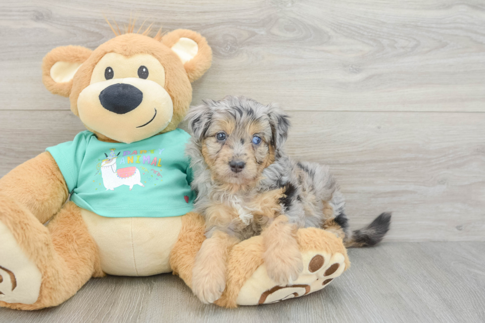Mini Aussiedoodle Pup Being Cute