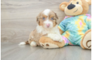 Mini Aussiedoodle Pup Being Cute