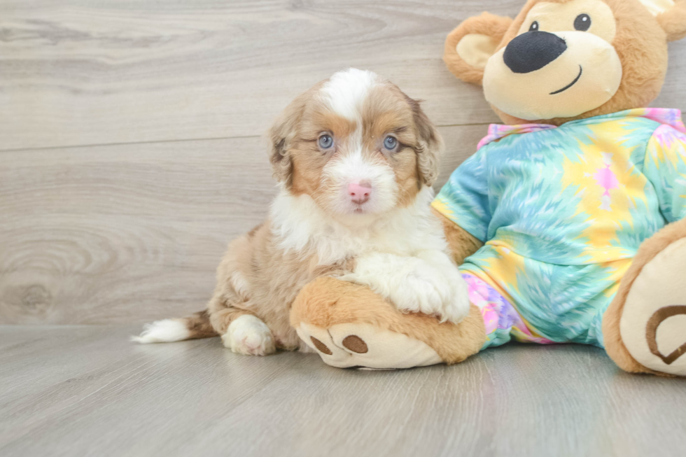 Mini Aussiedoodle Pup Being Cute