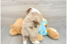 Friendly Mini Aussiedoodle Baby