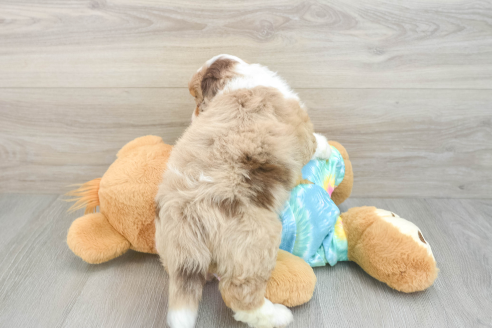 Friendly Mini Aussiedoodle Baby
