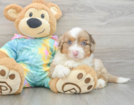 8 week old Mini Aussiedoodle Puppy For Sale - Lone Star Pups