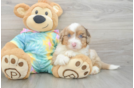 Little Mini Aussiepoo Poodle Mix Puppy