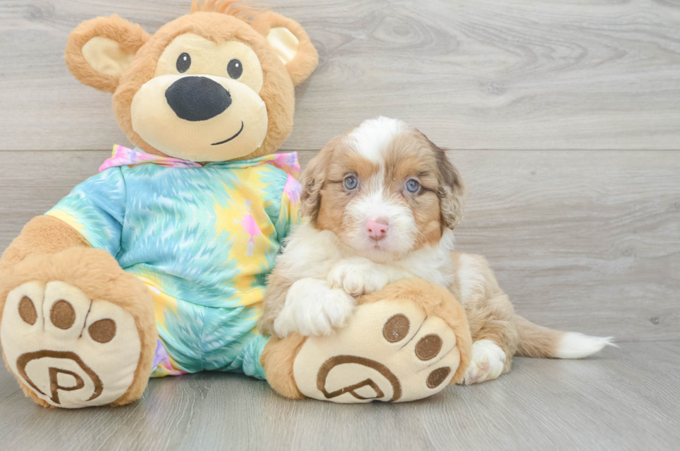 5 week old Mini Aussiedoodle Puppy For Sale - Lone Star Pups