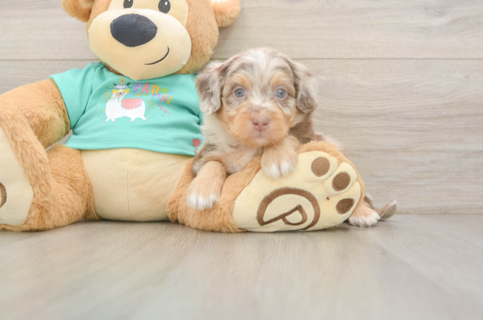 5 week old Mini Aussiedoodle Puppy For Sale - Lone Star Pups