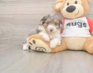 7 week old Mini Aussiedoodle Puppy For Sale - Lone Star Pups