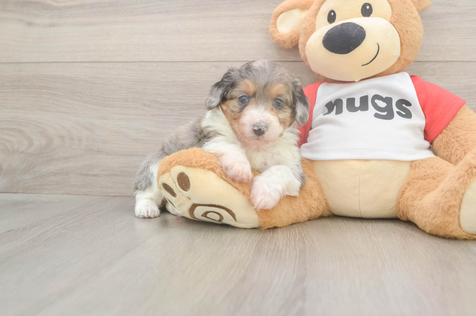 5 week old Mini Aussiedoodle Puppy For Sale - Lone Star Pups