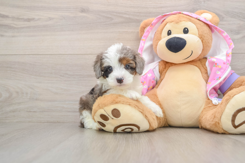 Funny Mini Aussiedoodle Poodle Mix Pup