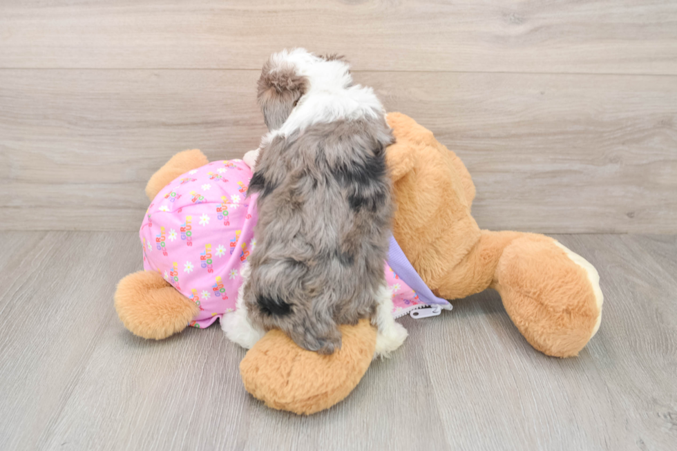 Cute Mini Aussiedoodle Baby