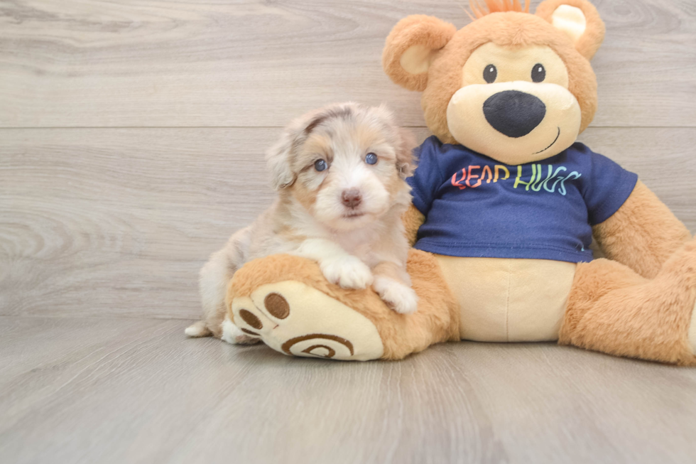 Sweet Mini Aussiedoodle Baby