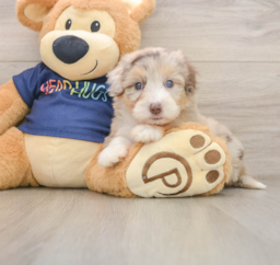 9 week old Mini Aussiedoodle Puppy For Sale - Lone Star Pups