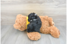 Hypoallergenic Aussiepoo Poodle Mix Puppy