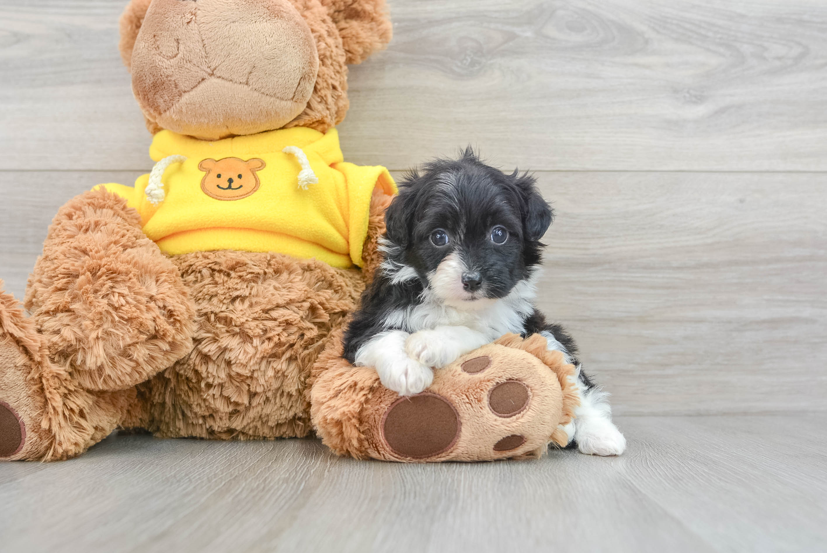 Petite Mini Aussiedoodle Poodle Mix Pup
