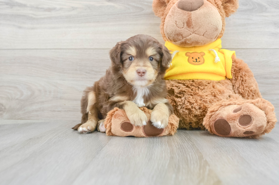 8 week old Mini Aussiedoodle Puppy For Sale - Lone Star Pups