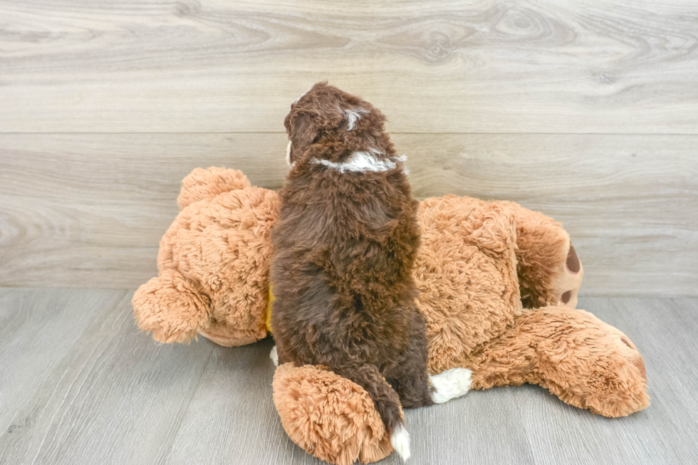 Playful Mini Aussiepoodle Poodle Mix Puppy