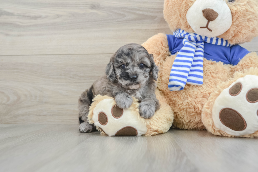 Smart Mini Aussiedoodle Poodle Mix Pup