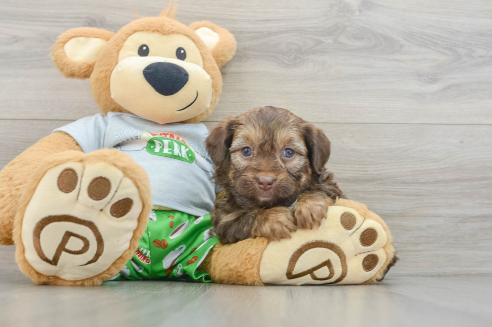 Best Mini Aussiedoodle Baby